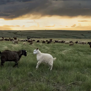 91九色精品国产一区二区无码
